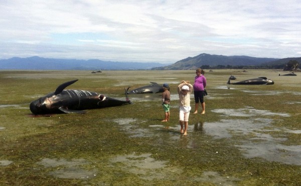 Beached whales