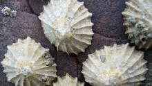 Limpets