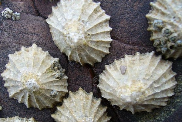 Limpets