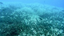 Coral bleaching