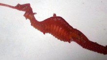 Ruby Seadragon