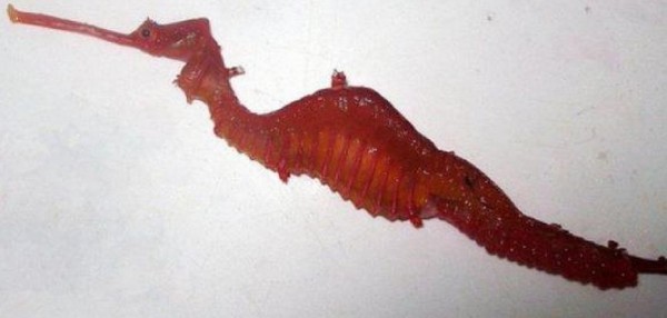 Ruby Seadragon