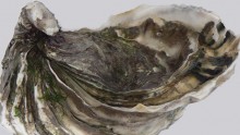 Ocean acidification Pacific Oyster