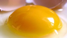 Egg yolk