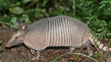 Leprosy carrier: a nine-banded armadillo