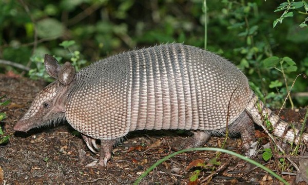 Leprosy carrier: a nine-banded armadillo