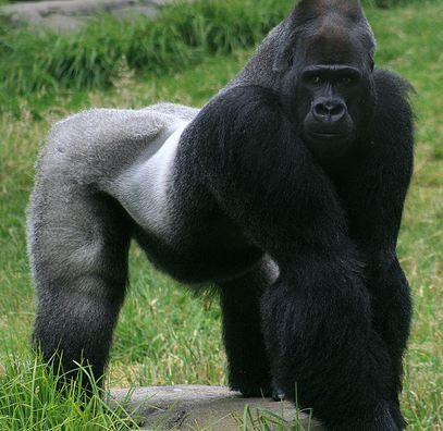 Gorilla guy
