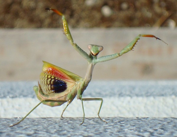 Praying mantis 