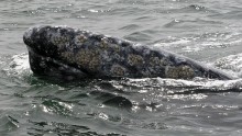 Grey Whale Mexico