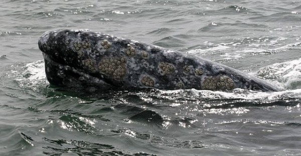Grey Whale Mexico