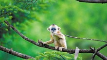 China's first 4D movie is about monkeys