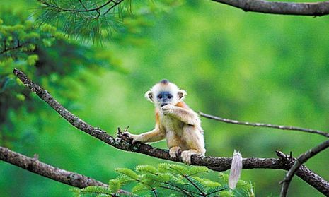 China's first 4D movie is about monkeys