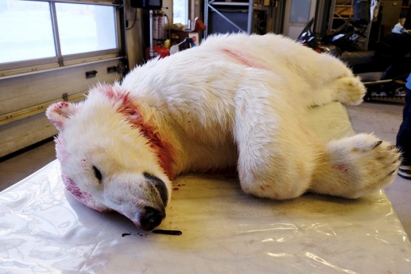 Dead polar bear