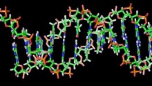 DNA double helix