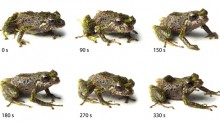 Shape-Shifting Frog