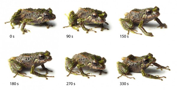 Shape-Shifting Frog