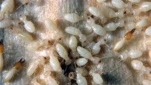 Formosan subterranean termite