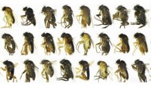 30 new fly species in Los Angeles 