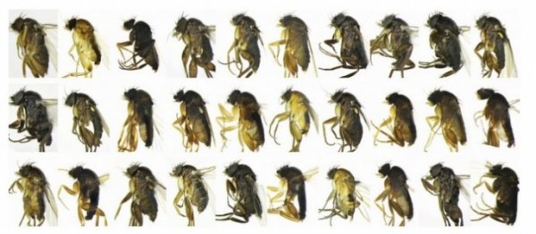 30 new fly species in Los Angeles 