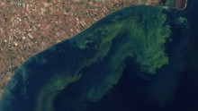 Toxic algal blooms