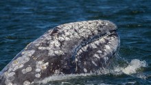 Varvara, the record breaking gray whale