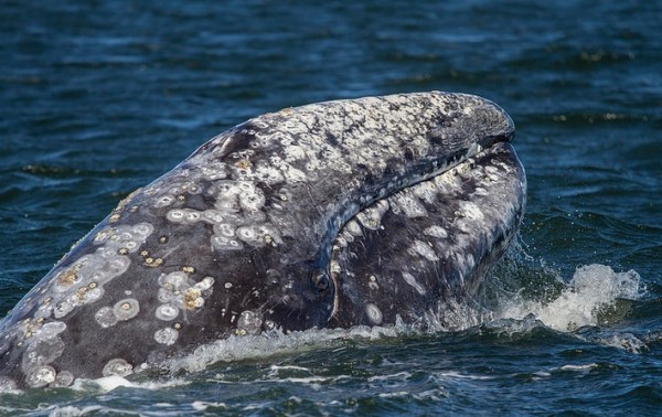 Varvara, the record breaking gray whale
