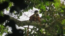 Bouvier’s red colobus monkey 