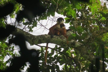 Bouvier’s red colobus monkey 