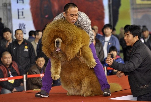 A Tibetan mastiff in China