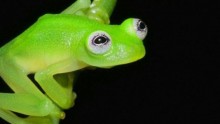 Kermit the Frog Look-Alike