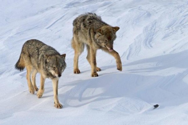 Wolves in Isle Royale