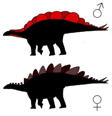 Stegosaurus boy or girl