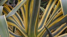 Grandfather agave
