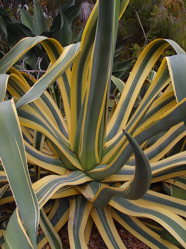 Grandfather agave