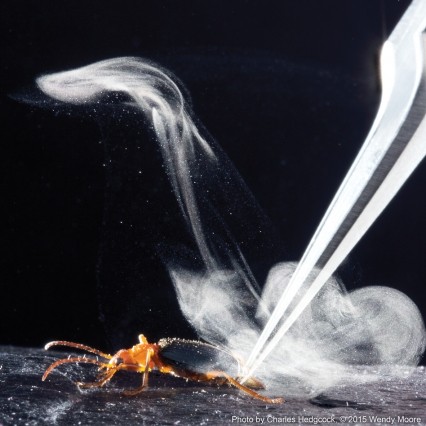 The explosive mechanism used by the beetle generates a spray that's much hotter than that of other insects that use the liquid, and propels the jet five times faster.