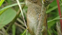 MSU's Pam Rasmussen was part of an international team of scientists that has discovered a new bird in China