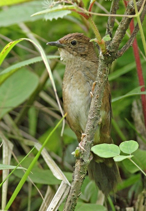 MSU's Pam Rasmussen was part of an international team of scientists that has discovered a new bird in China