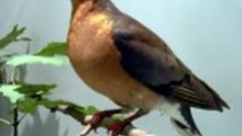 A passenger pigeon in a museum