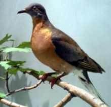 A passenger pigeon in a museum