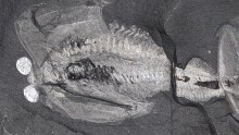 Odaraia alata, an arthropod resembling a submarine from the middle Cambrian Burgess Shale.