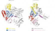 Structures of Cas9 endonucleases reveal RNA-mediated conformational activation.