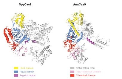 Structures of Cas9 endonucleases reveal RNA-mediated conformational activation.