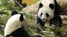 China's Giant Pandas