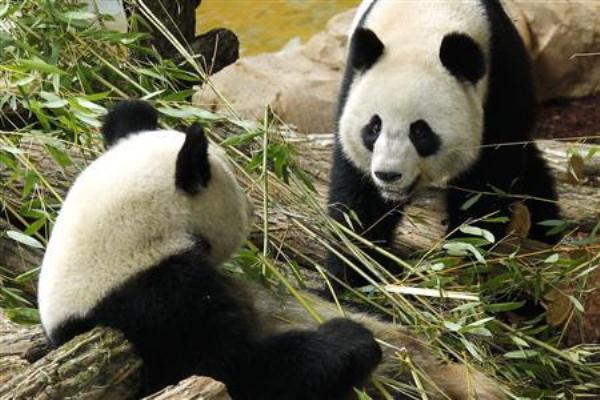 China's Giant Pandas