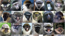 Different Old World Monkey Faces