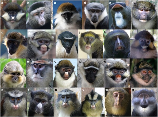 Different Old World Monkey Faces
