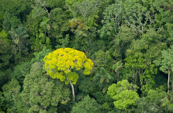 Ecuador forest 