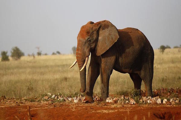 China crushes ivory from illegal trade