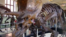 An extinct dinosaur, the Triceratops