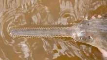 A juvenile smalltooth sawfish is pictured in the Charlotte Harbor estuarine system 